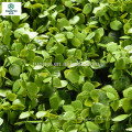 Garden landscape Artificial green hedge for wall covering